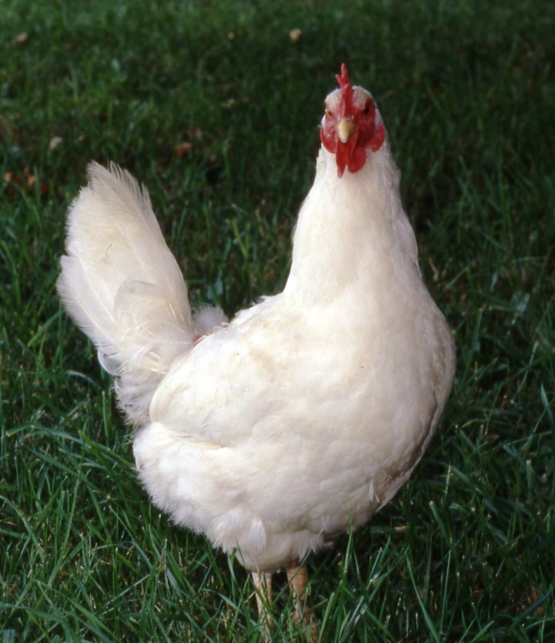 Happy chicken