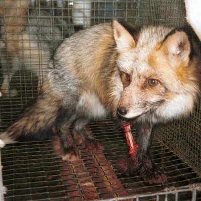 Injured fox fur farm