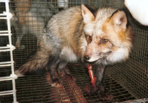 Injured fox fur farm