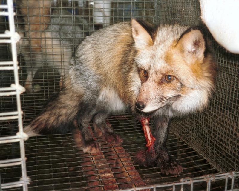 Victory! Australian Department Stores Go Fur Free!