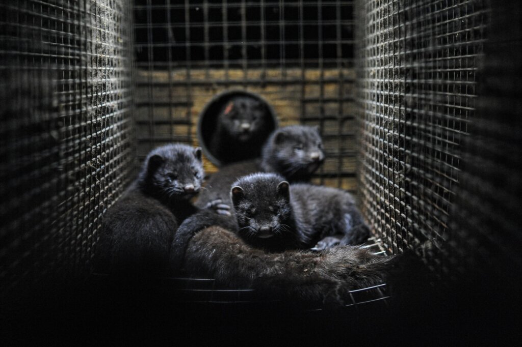 Minks on a fur farm.