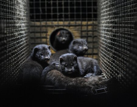 Minks on a fur farm.