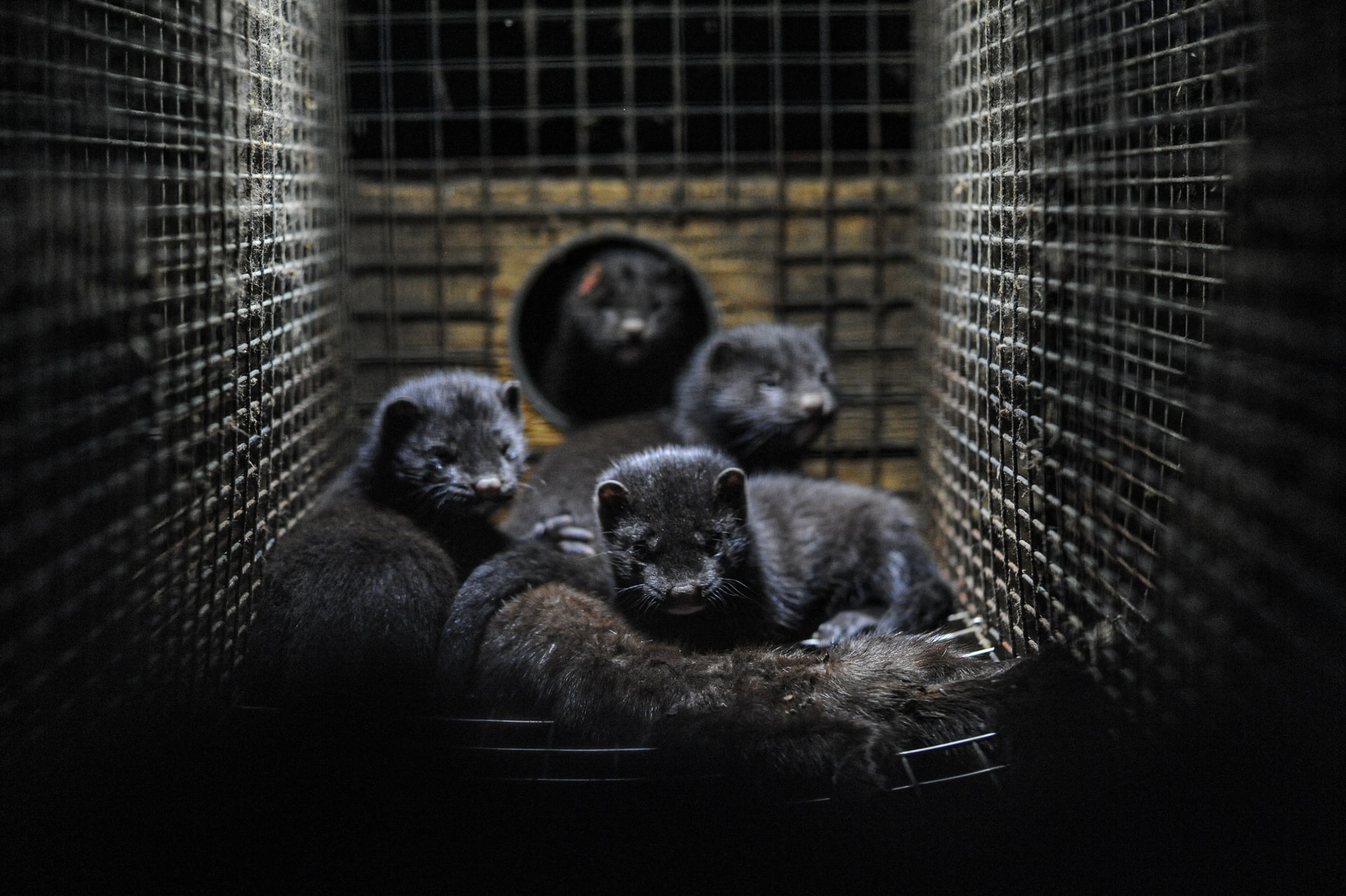 Minks on a fur farm.