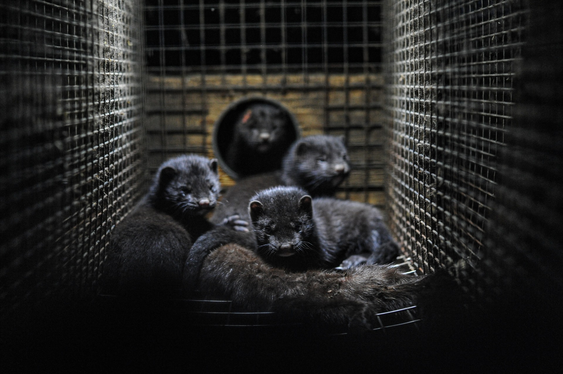 Monumental Moment: The Netherlands Puts an End to Fur Farming