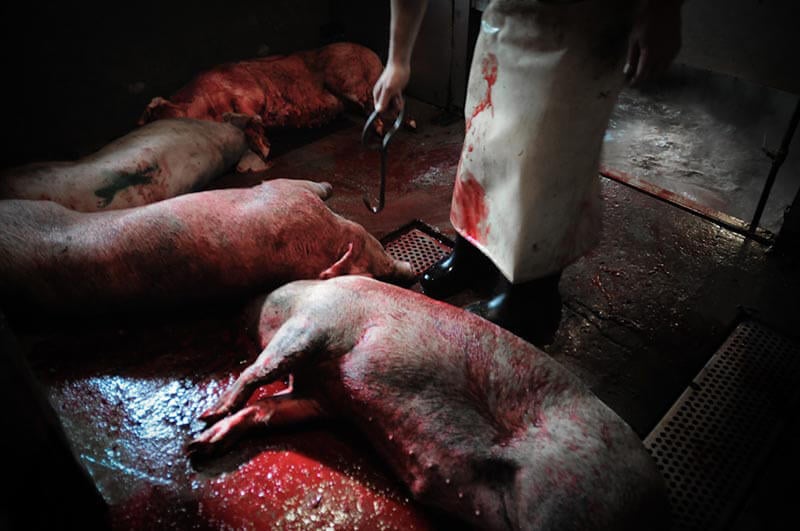 Pigs at the slaughterhouse