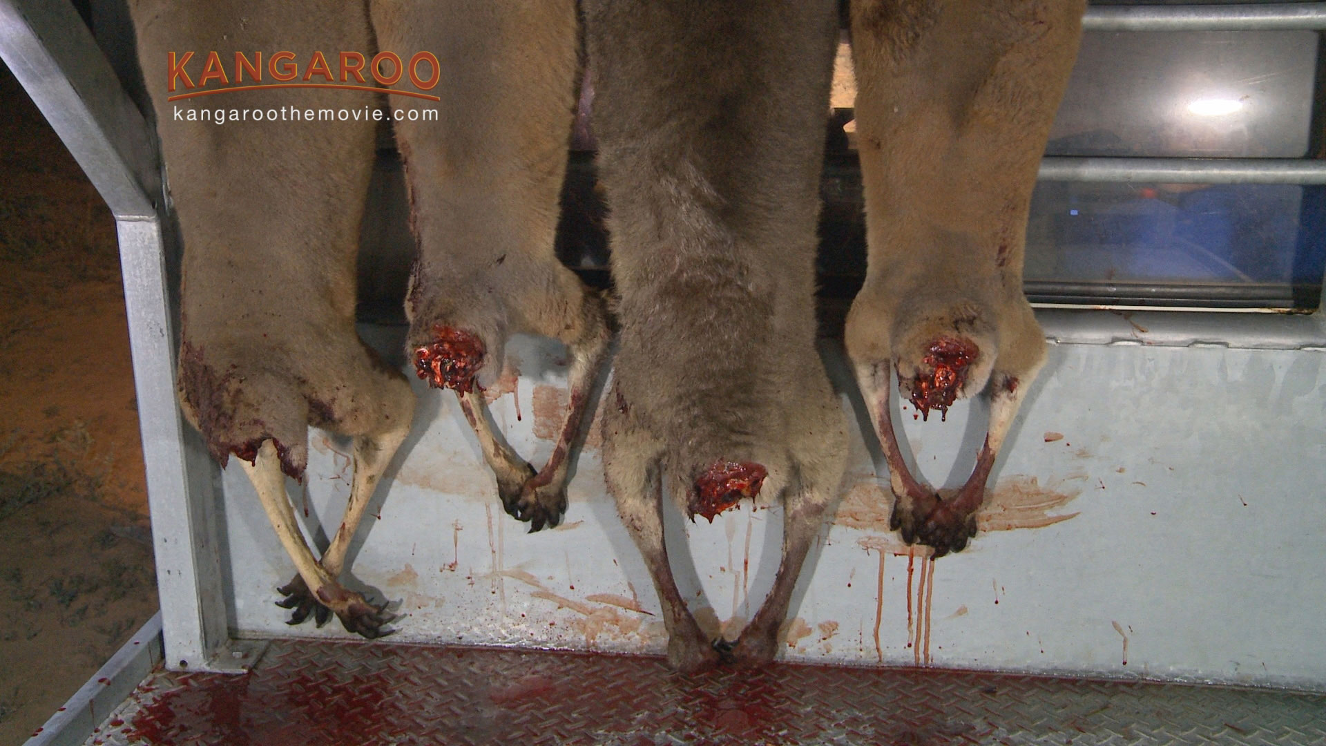 A photo of decapitated kangaroos.