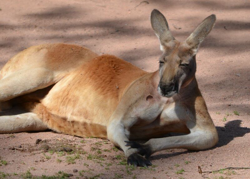 kangaroo lying on ground