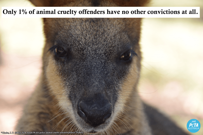 kangaroo animal abuse stat