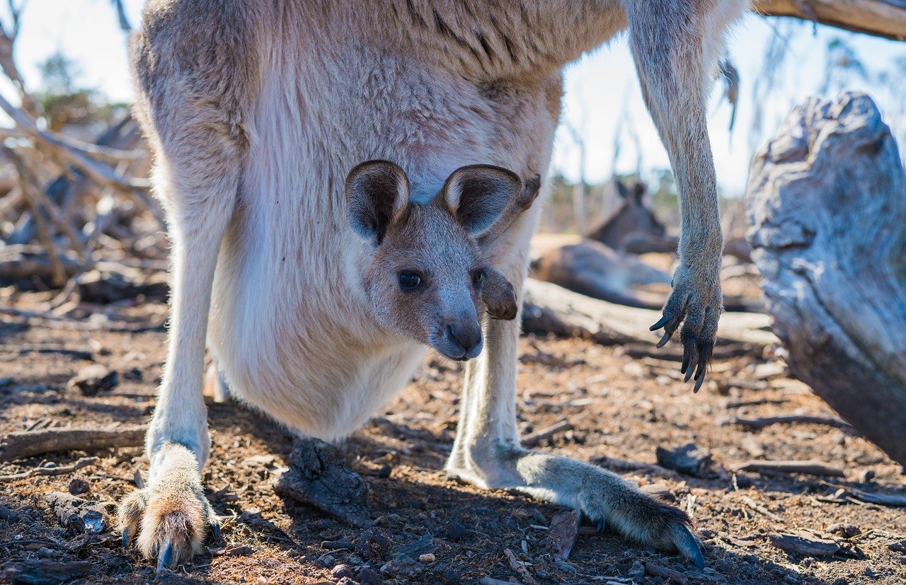 A kangaroo joey in a pouch.