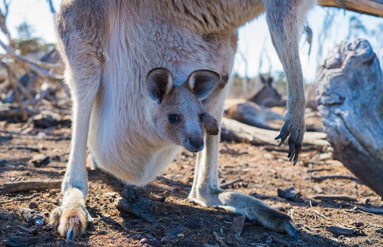 Prada Bans Kangaroo Leather!