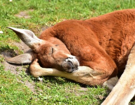 kangaroo