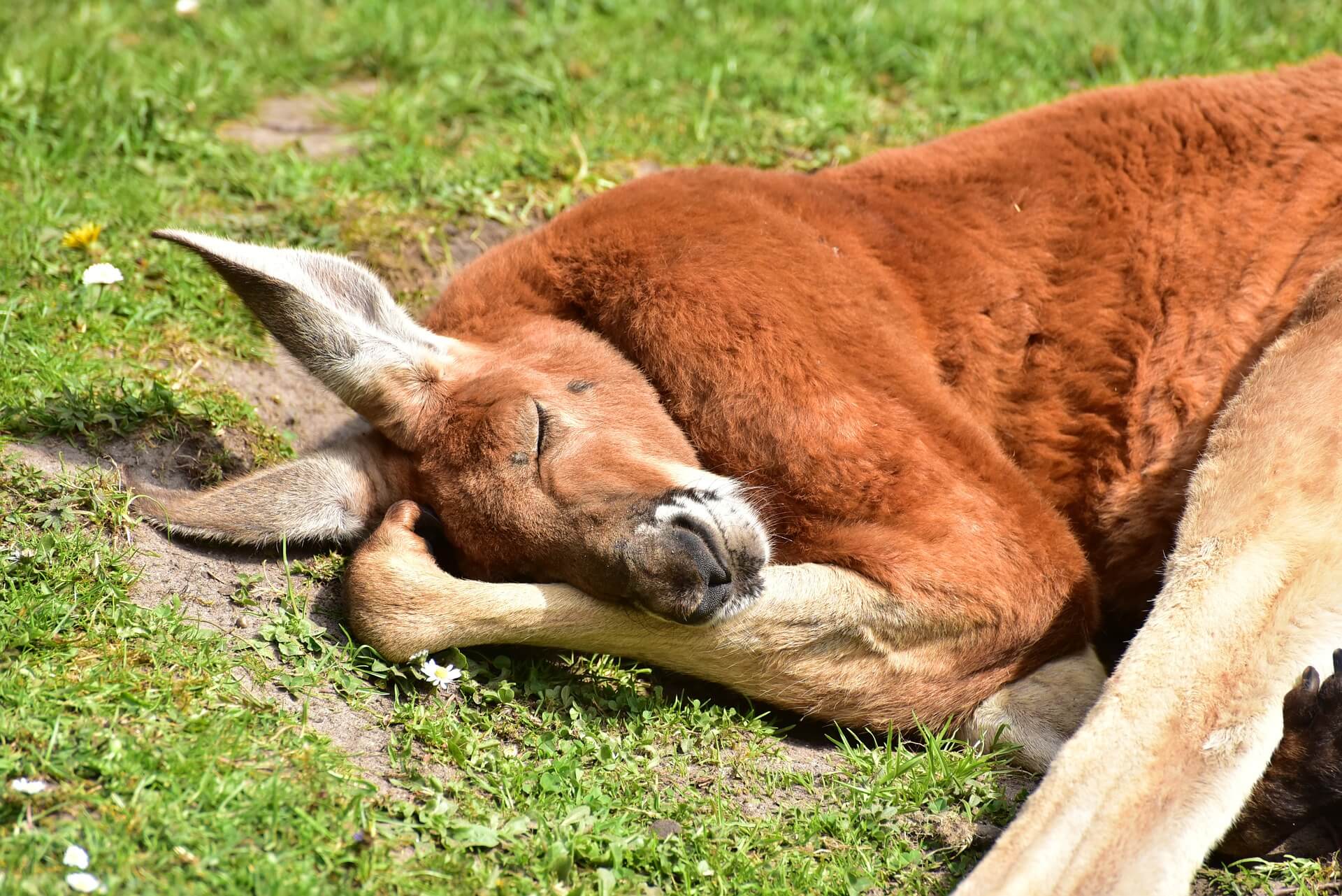 Kangaroo Killing Results in First Jail Sentence for Cruelty to Animals in Western Australia