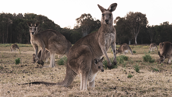 GREAT NEWS! German Supermarkets Drop Kangaroo Meat