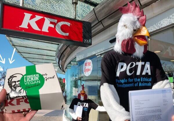 PETA ‘Chicken’ Delivers Petition to KFC