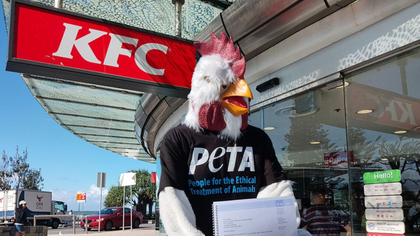 PETA's "chicken" hands in a petition to KFC