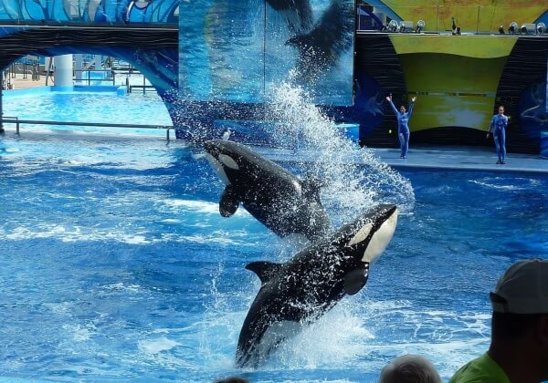 SeaWorld To Stop Their Orca Breeding Programme