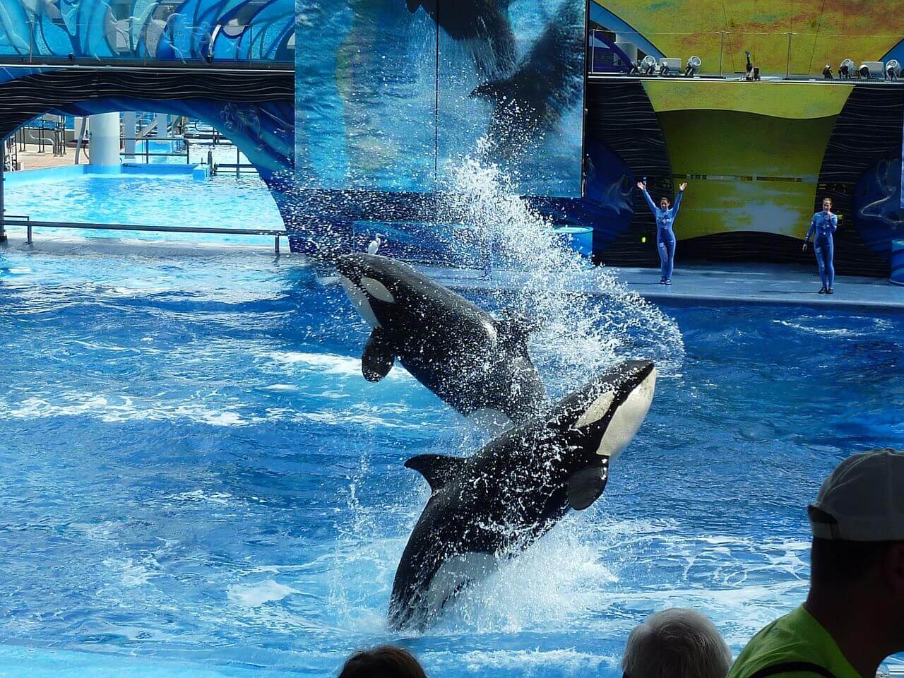 SeaWorld To Stop Their Orca Breeding Programme