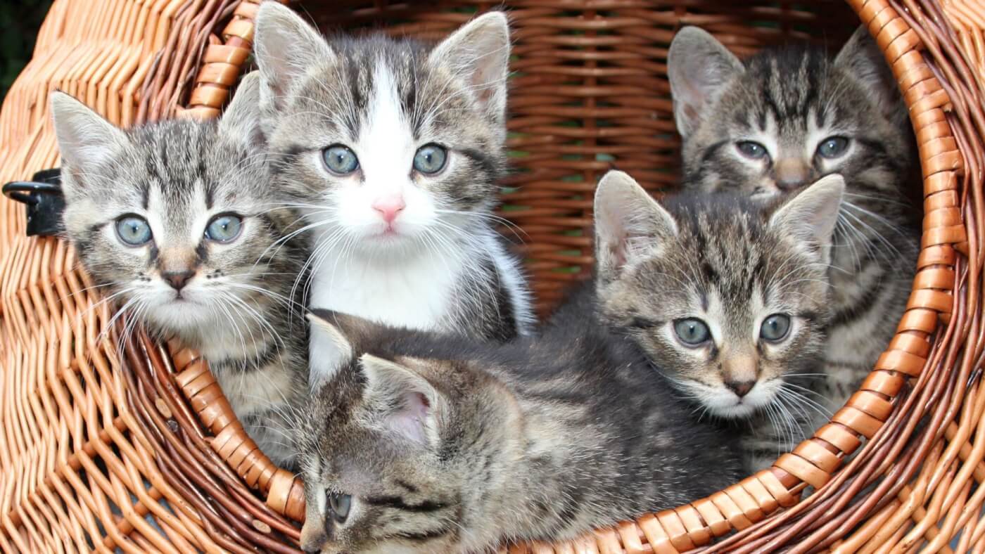 kittens in a basket