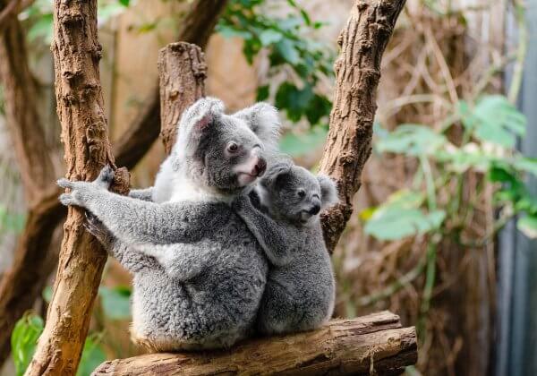 Image of a Koala