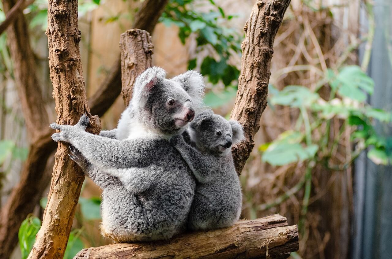 Image of a Koala