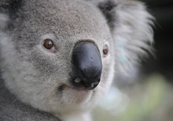 Why Eating Meat Is Killing Koalas