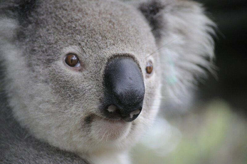 Why Eating Meat Is Killing Koalas Issues PETA Australia