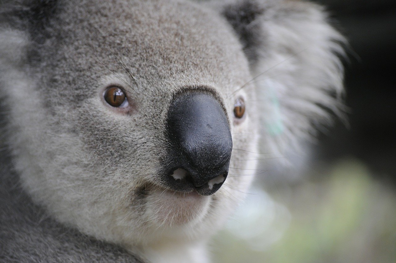 A photo of a koala.