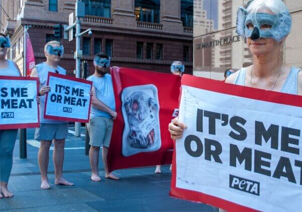 PETA ‘Koalas’ Descend on Premier’s Office With Anti-Meat Message