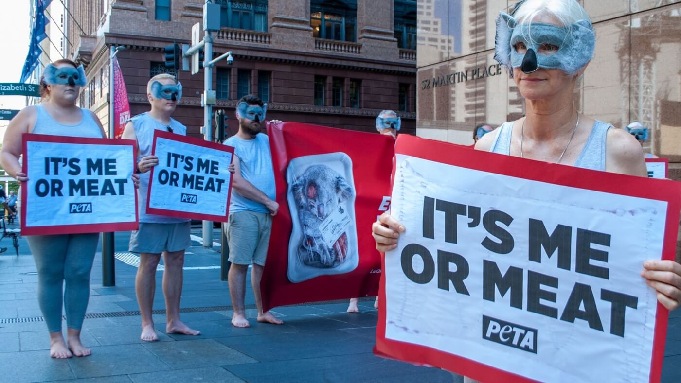 PETA ‘Koalas’ Descend on Premier’s Office With Anti-Meat Message