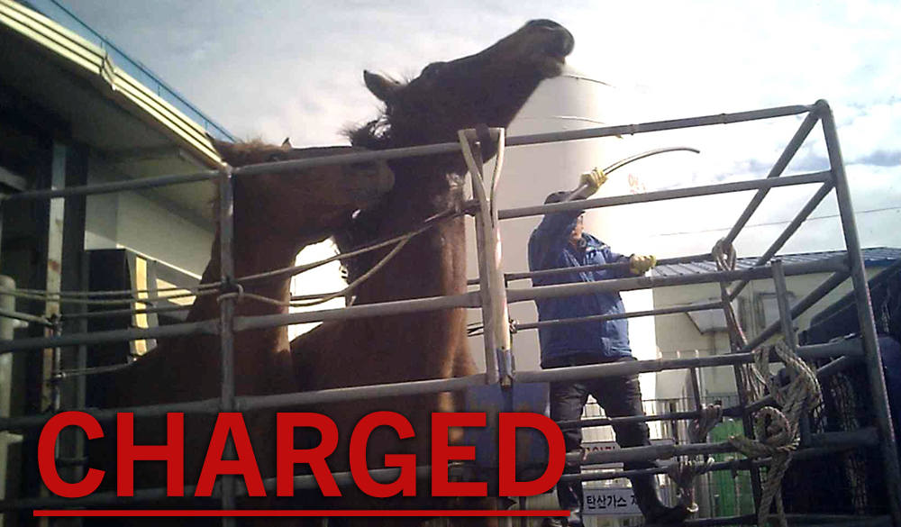 A photo from PETA's exposé of Korea's horse slaughter industry.