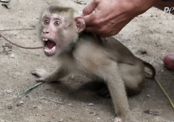 Monkeys Exploited, Abused for Your Coconut Milk and Oil