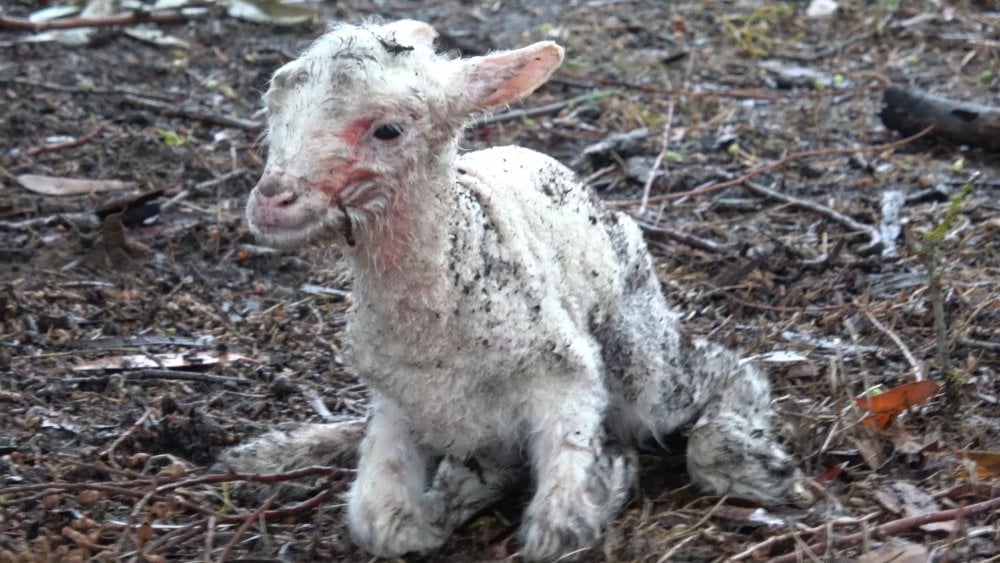 The Life of a 'Winter Lamb' News PETA Australia