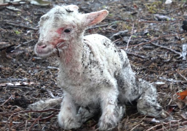 What is Winter Lambing?