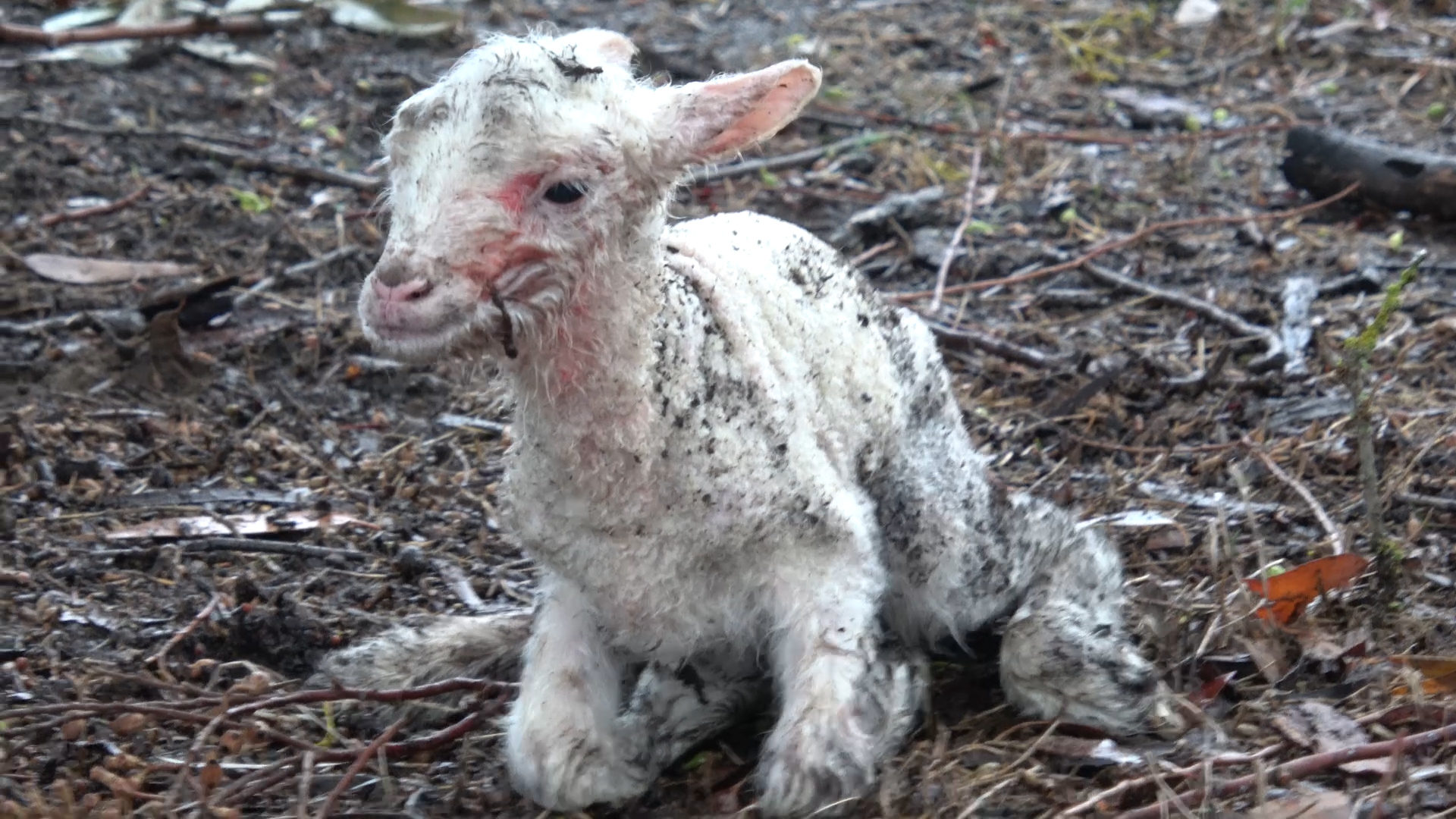 Winter Lambs