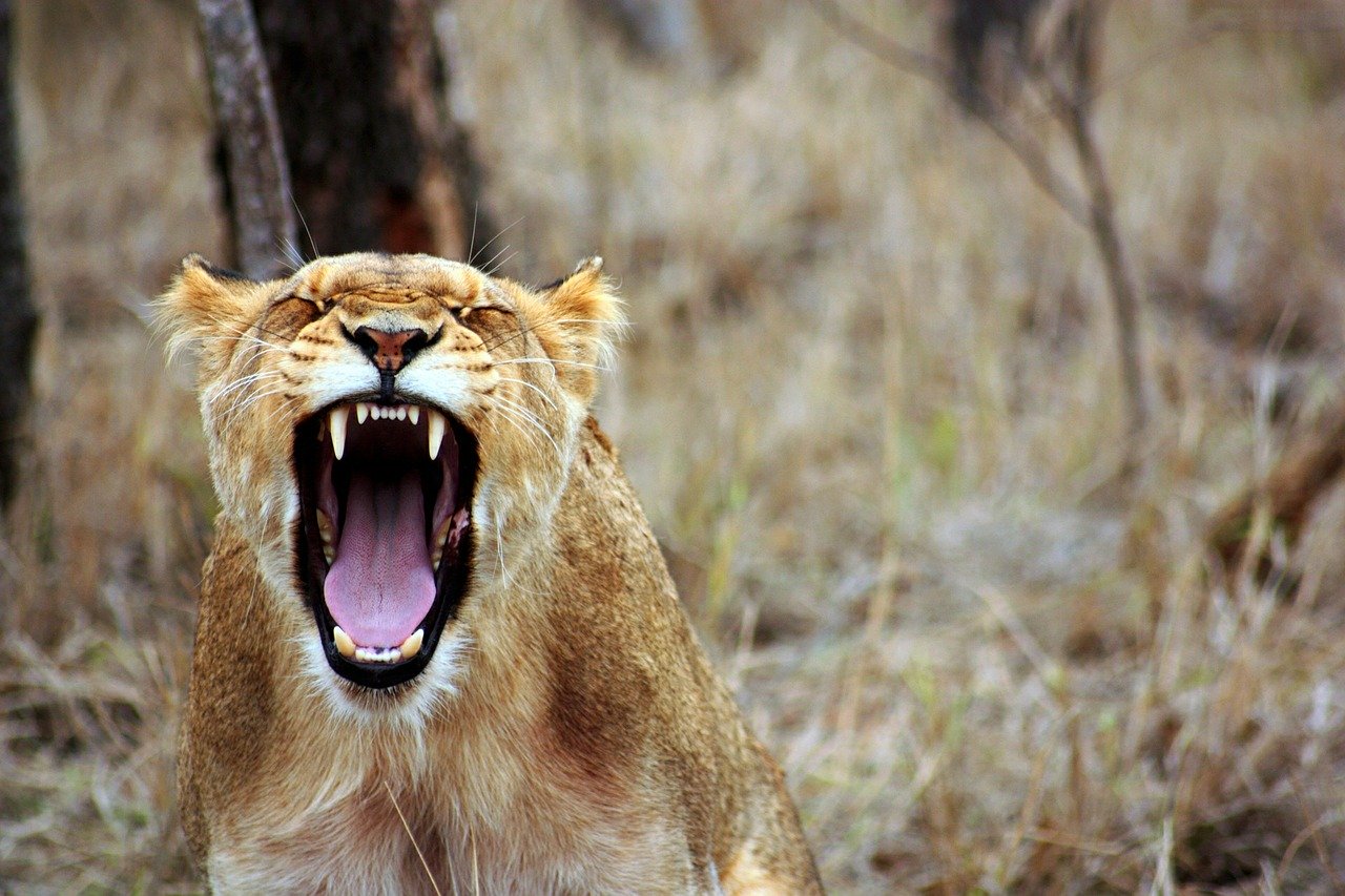 A lion's teeth. 