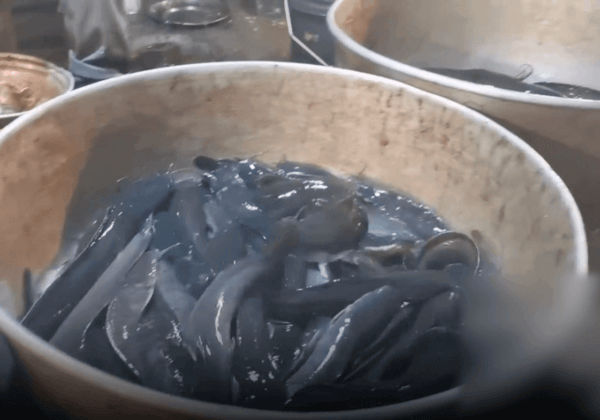 Eels for sale at a live animal market in India