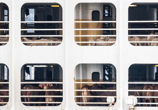 Urge Your MP to Speak Up Against Live Export