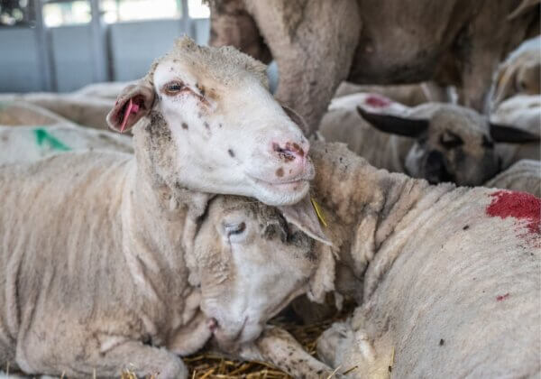 Sheep on a live export ship