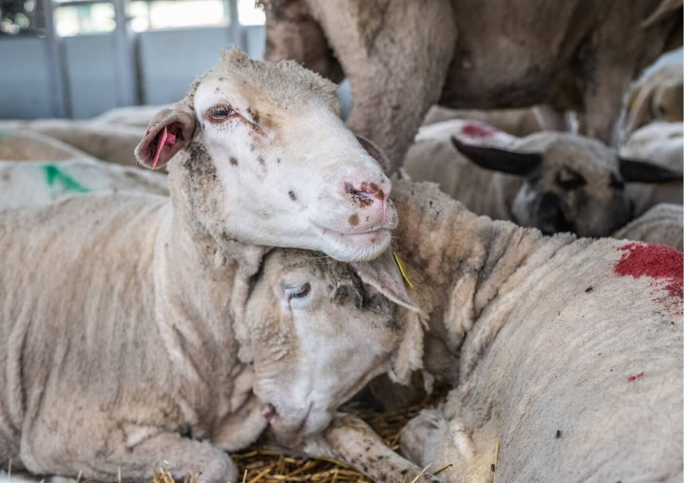 Sheep on a live export ship