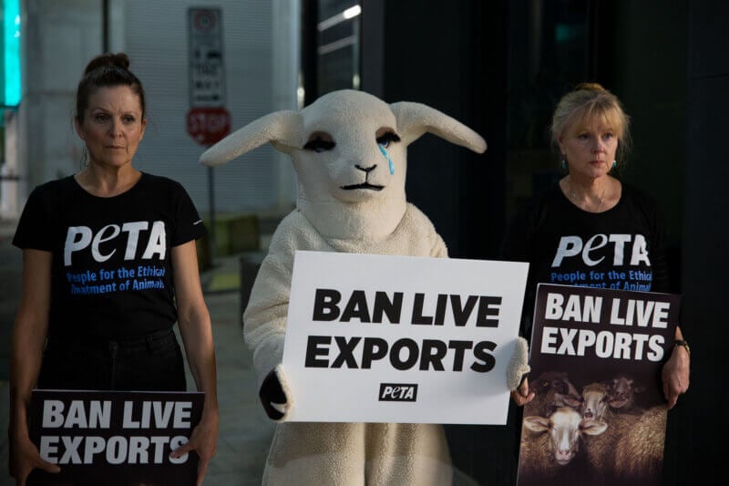 PETA protesters and a "sheep" hold signs saying "ban live exports".