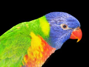 lorikeet 