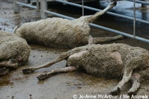 lambs die of malnutrition