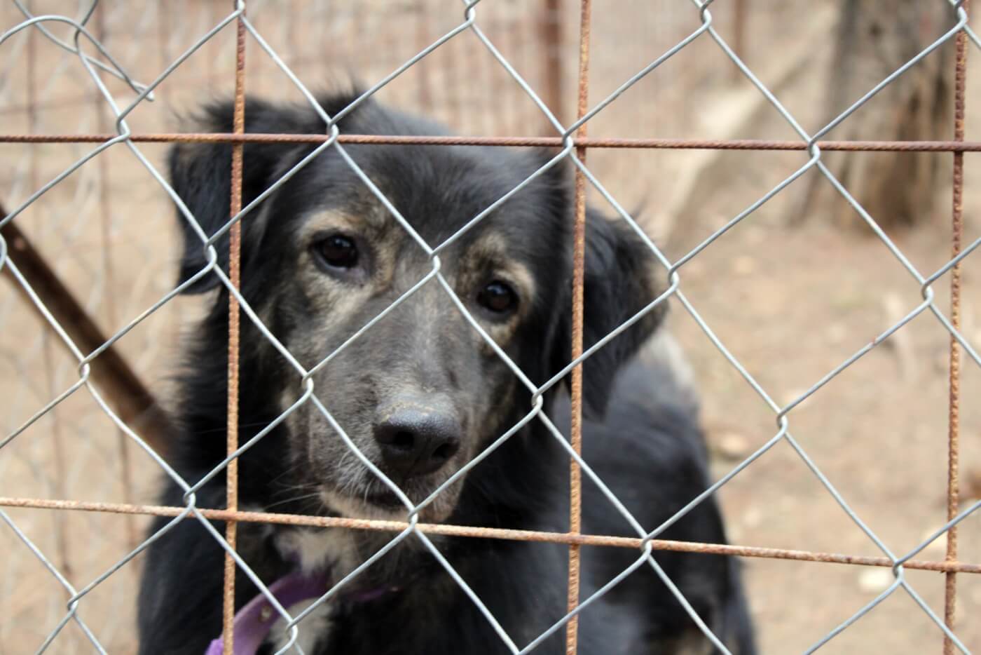 a dog behind a fence