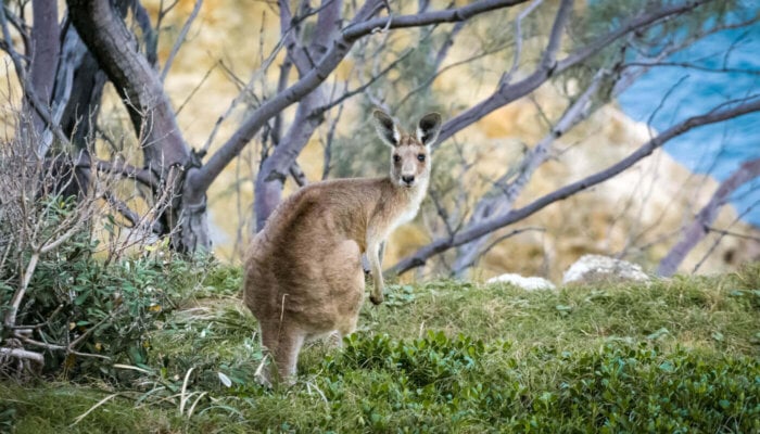 Lethal Wildlife ‘Control’: Cruel and Ineffective