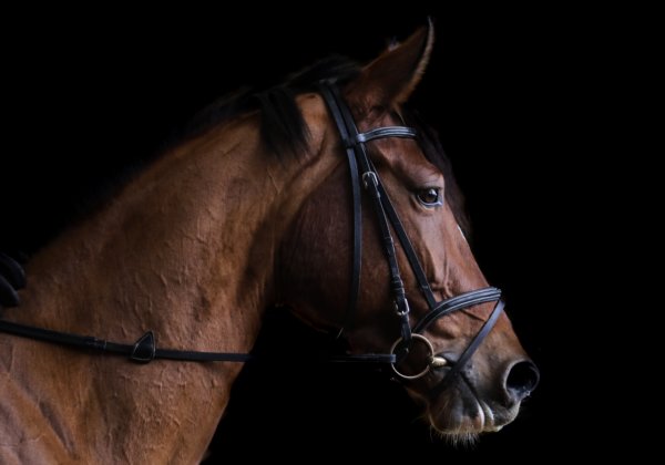 Urge the International Olympic Committee to Ban All Equestrian Events