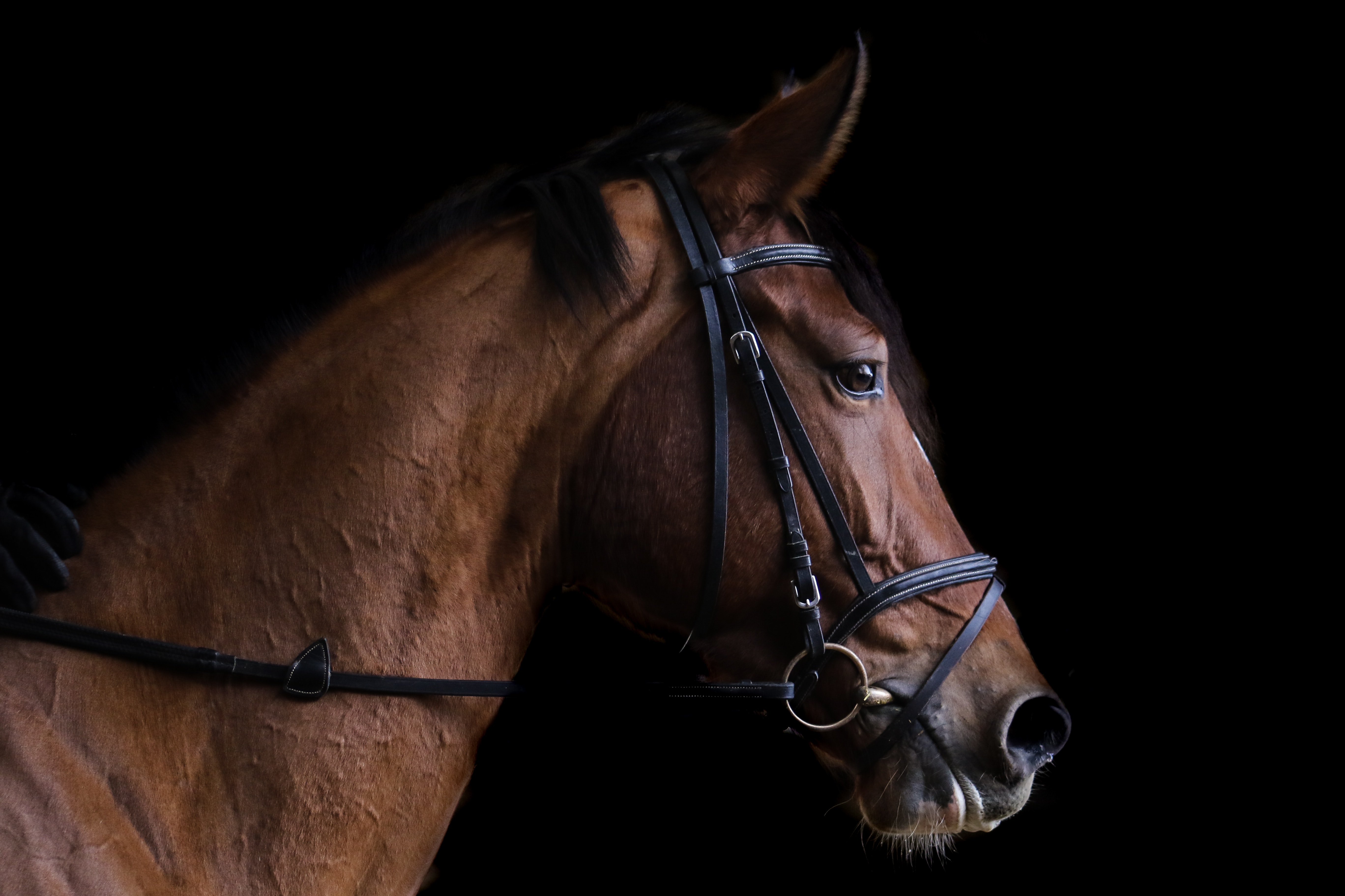 Urge the International Olympic Committee to Ban All Equestrian Events