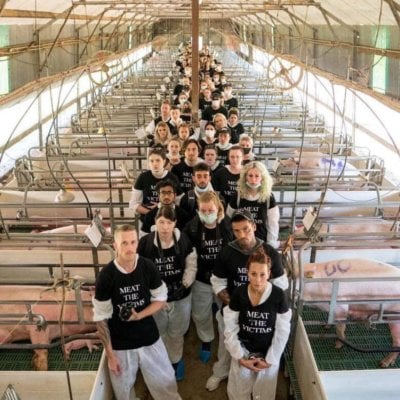 Activists at a piggery