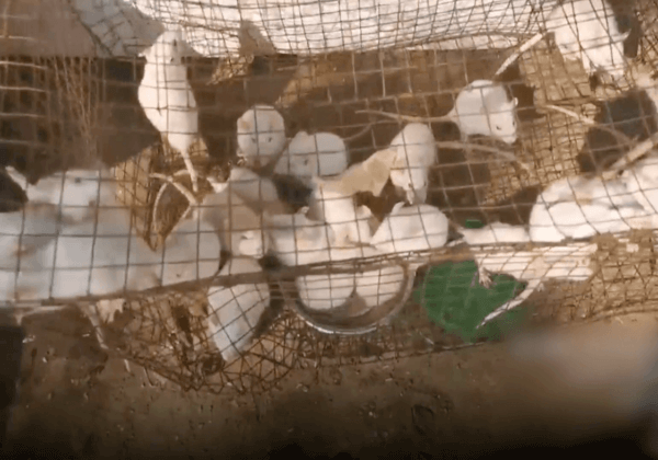 Mice for sale at a live animal market in India