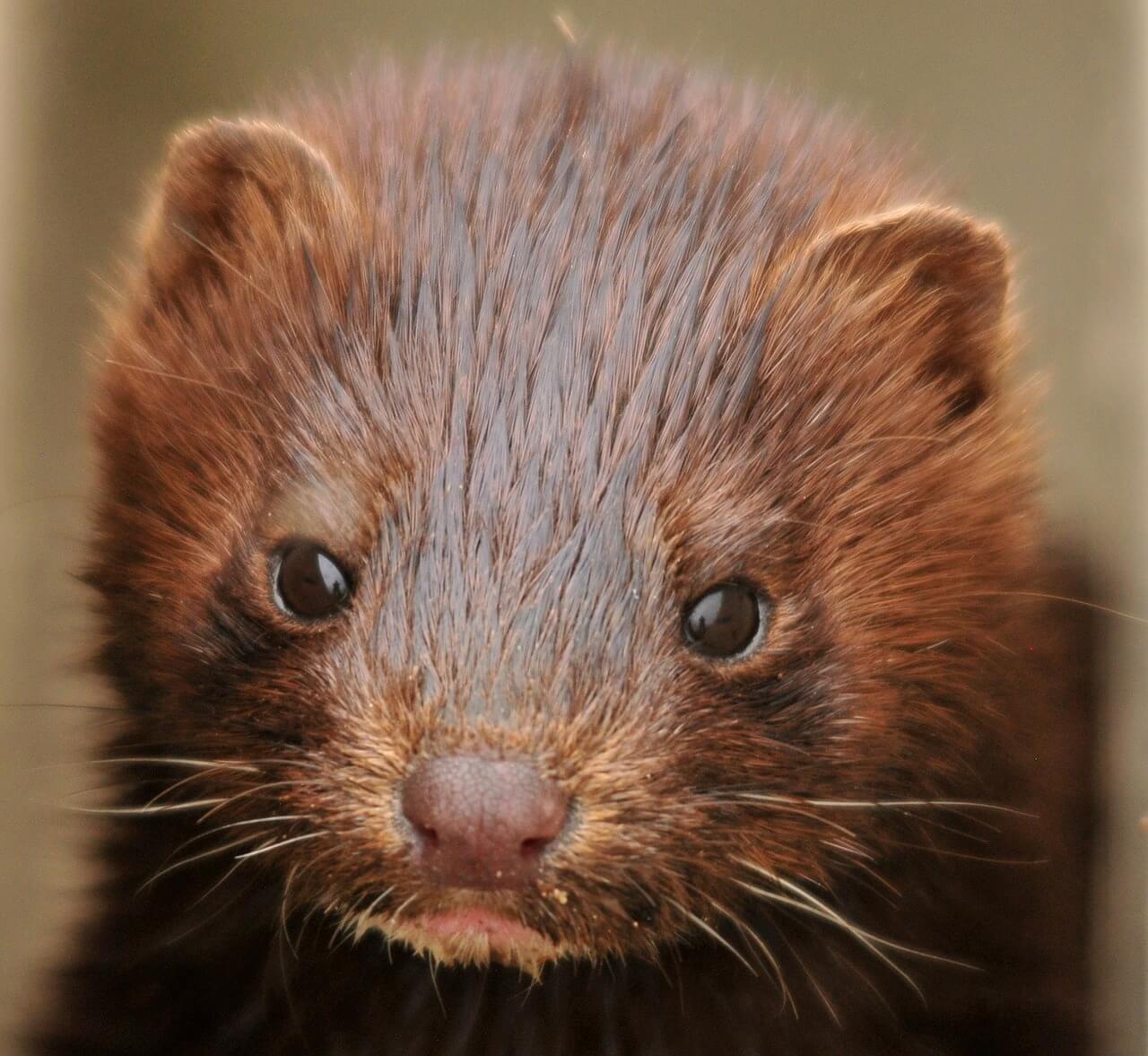 The Cruelty Behind Mink Lashes | PETA Australia