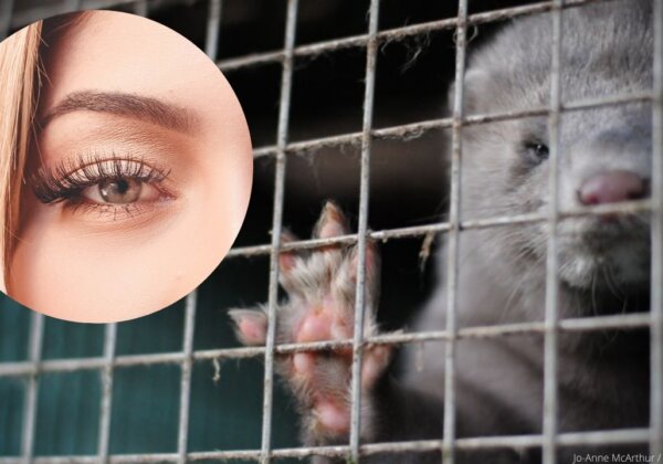 mink in a cage